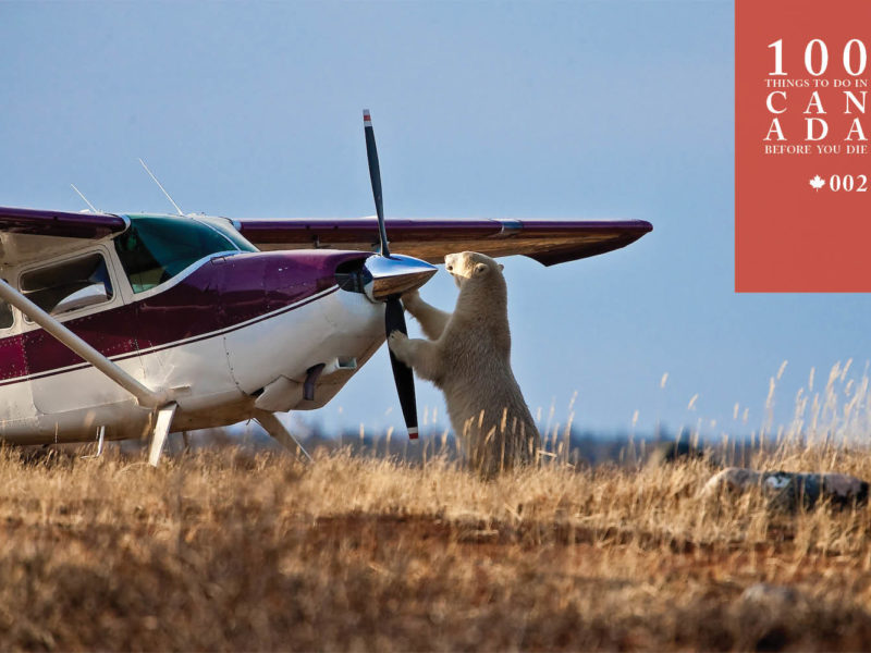 Go wild in Churchill on a polar bear safari