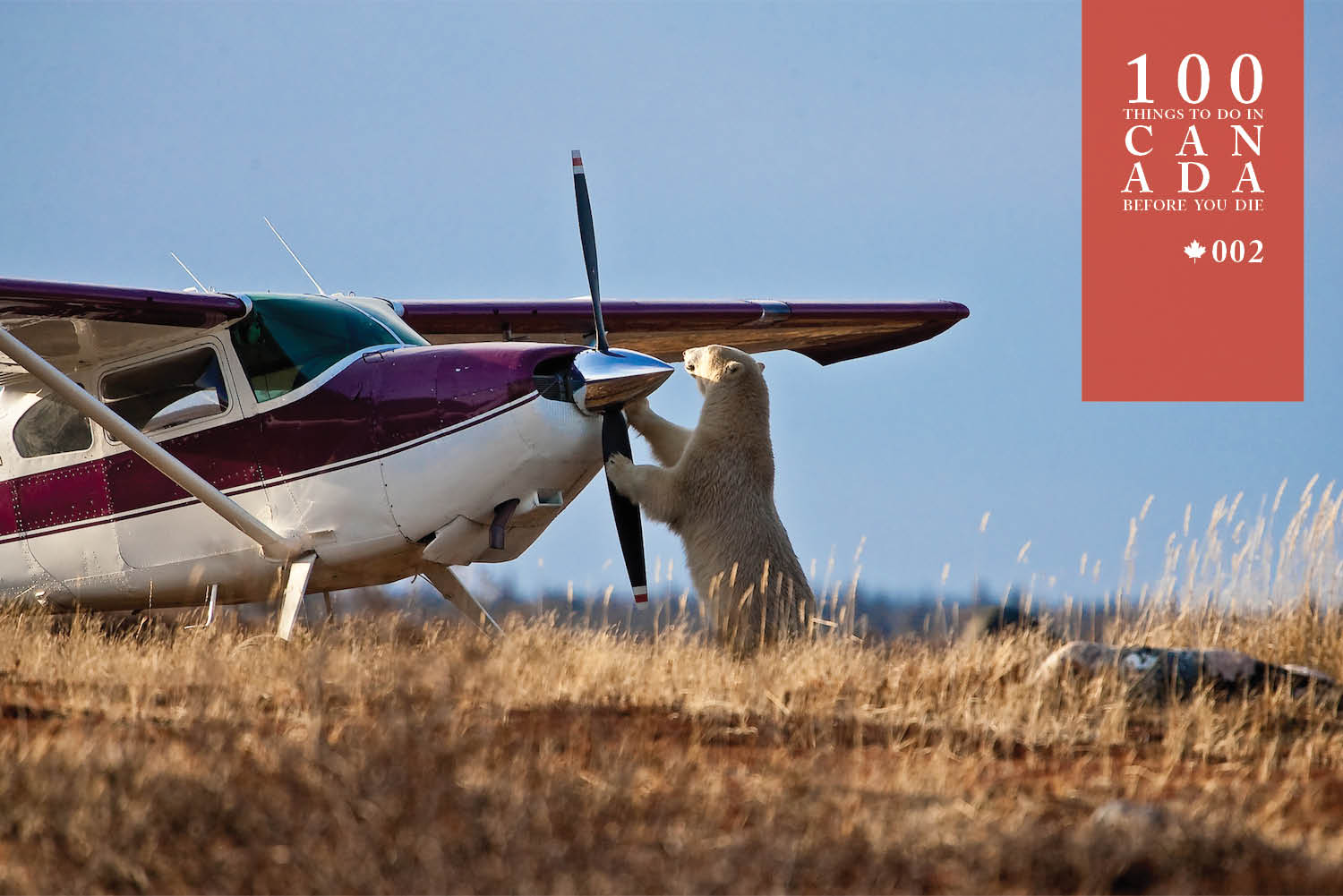 Go wild in Churchill on a polar bear safari