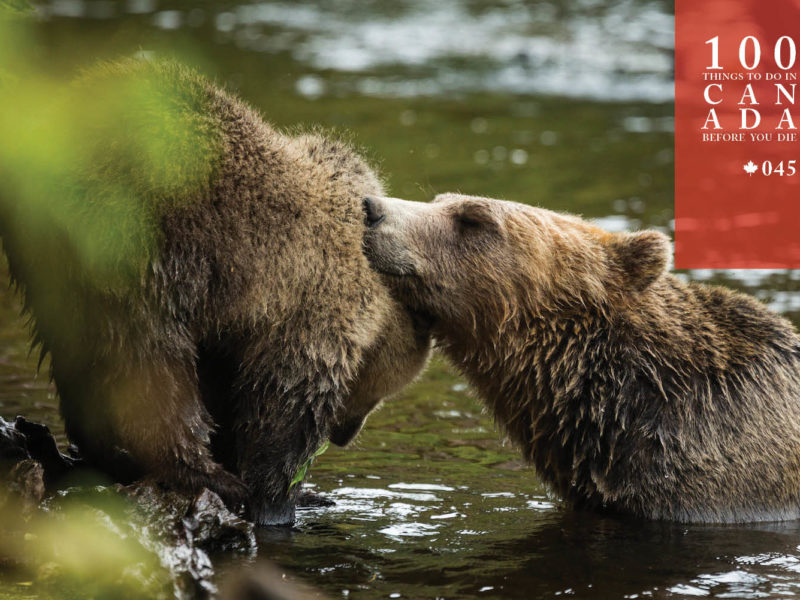 Go grizzly cub spotting at British Columbia's Knight Inlet Lodge