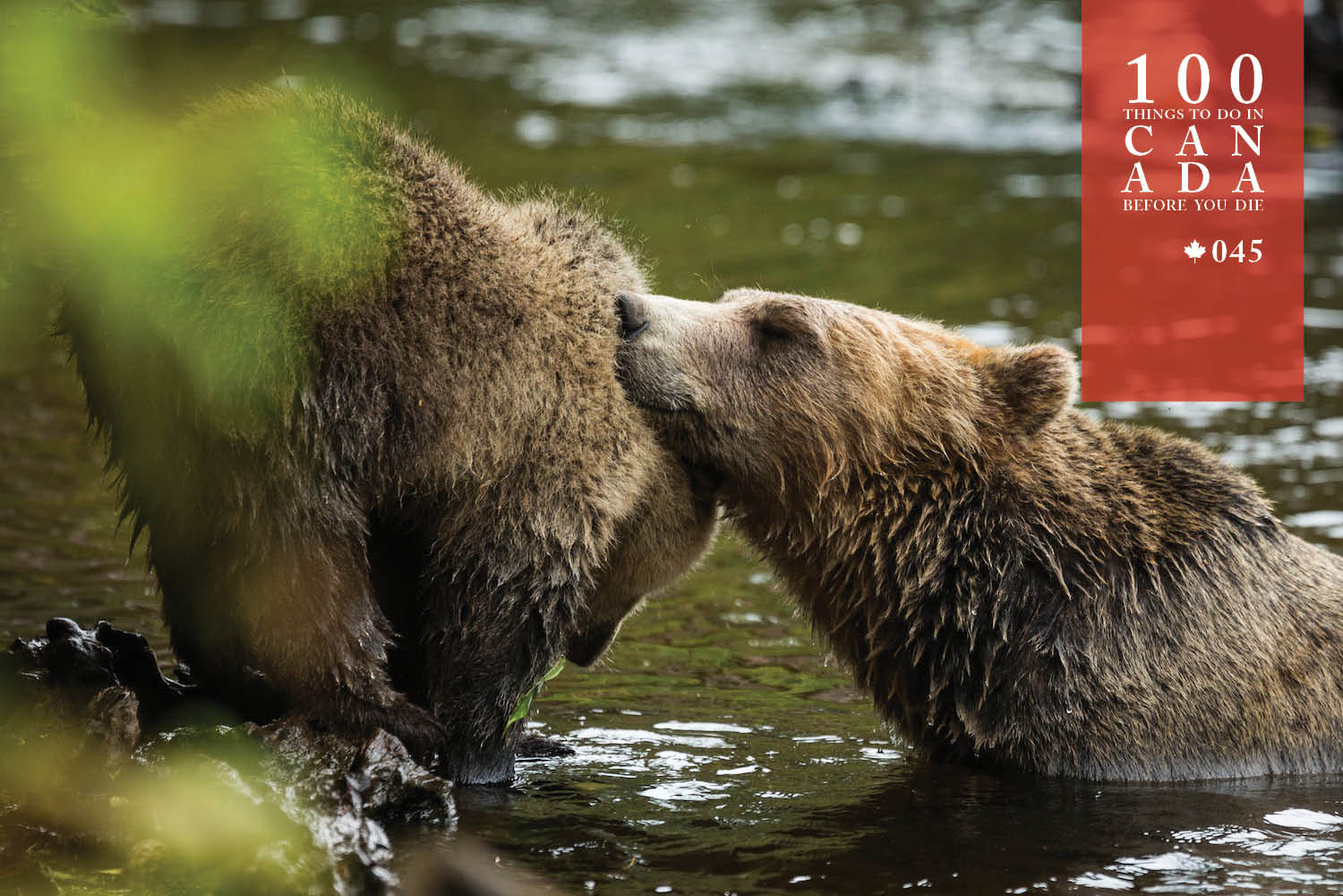 Go grizzly cub spotting at British Columbia's Knight Inlet Lodge