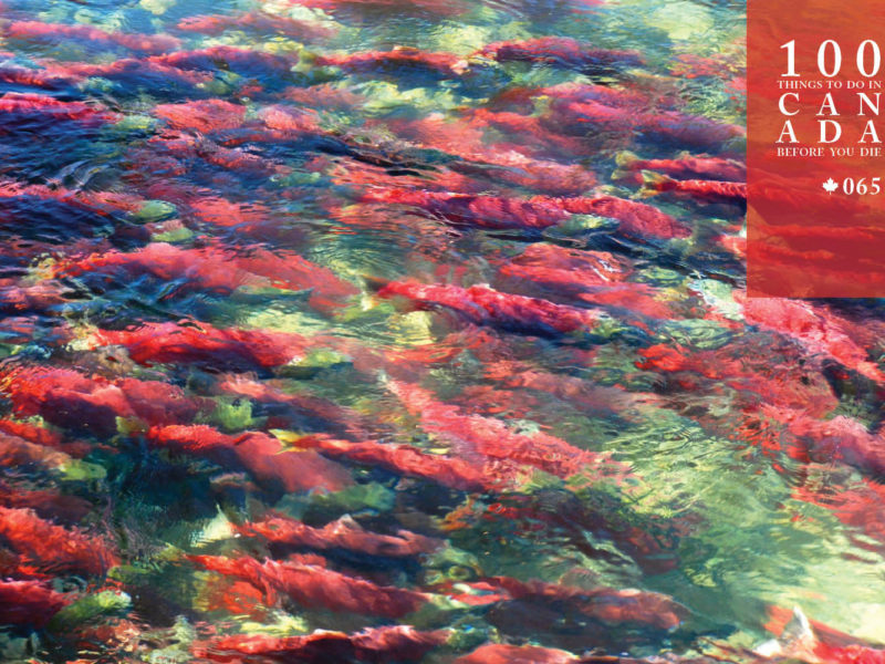 See red salmon fill Canada's Fraser Canyon Rapids