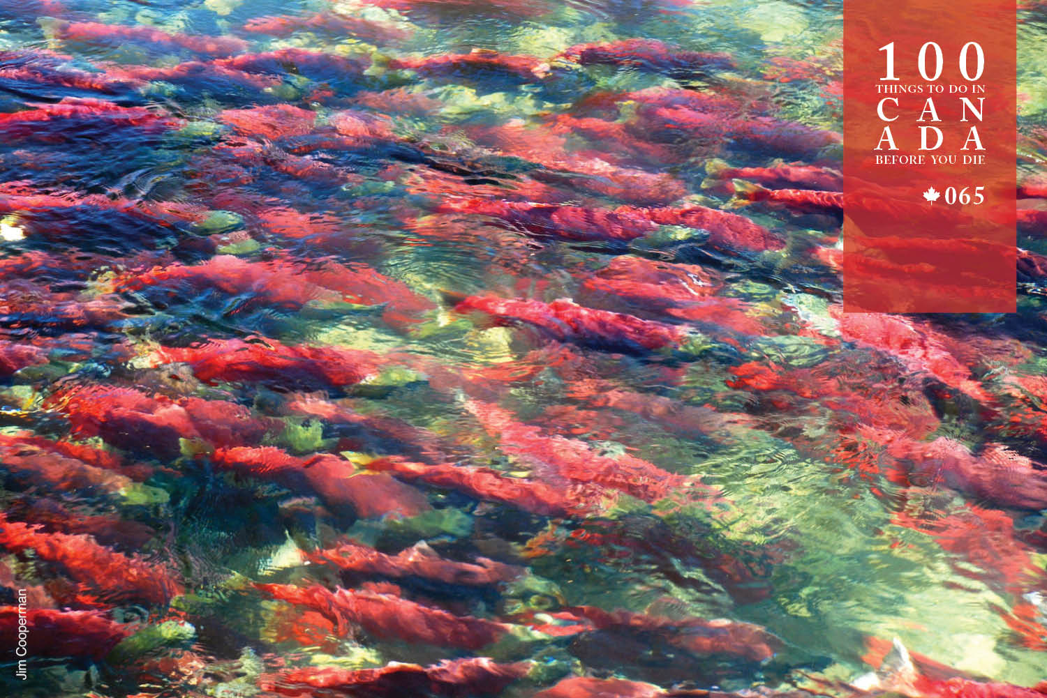 See red salmon fill Canada's Fraser Canyon Rapids