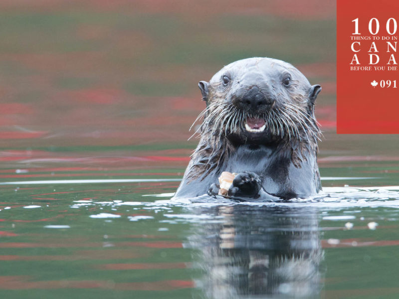 Befriend a sea otter off Canada's Vancouver Island