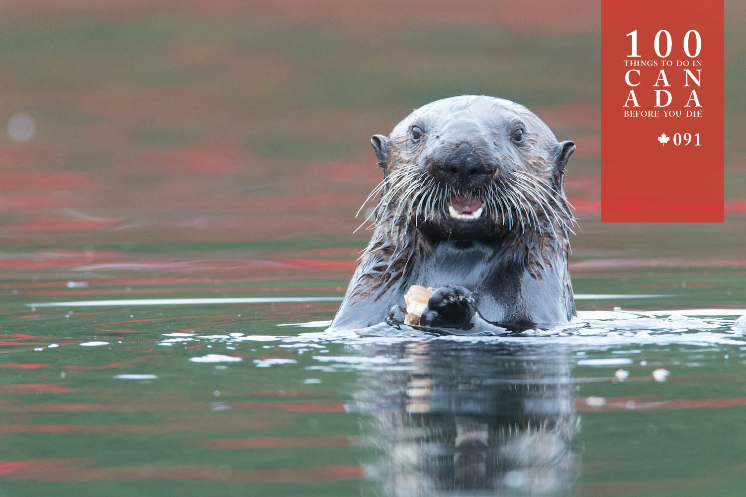 Befriend a sea otter off Canada's Vancouver Island