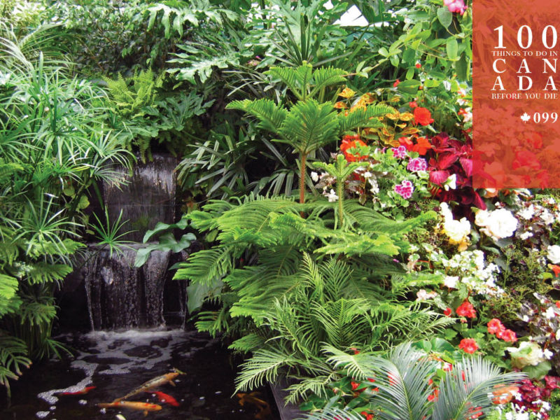 Tiptoe through the tulips at Canada's Butchart Gardens