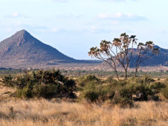 Samburu National Reserve Kenya luxury safari wildlife