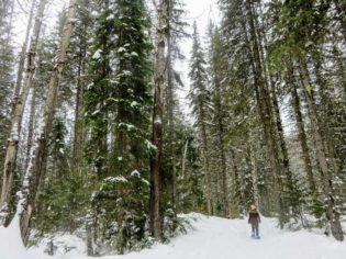 Fernie Mountain Forests