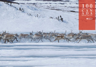 Migrate to the Arctic north with Canadian caribou