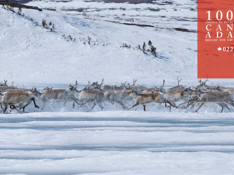 Migrate to the Arctic north with Canadian caribou