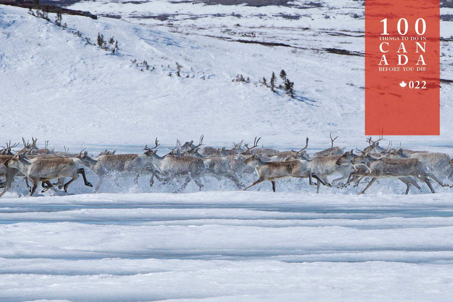 Migrate to the Arctic north with Canadian caribou