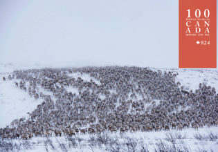 You’re guaranteed to be in awe of Canada’s mass reindeer migration