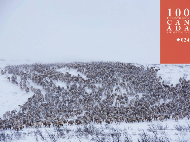 You're guaranteed to be in awe of Canada's mass reindeer migration