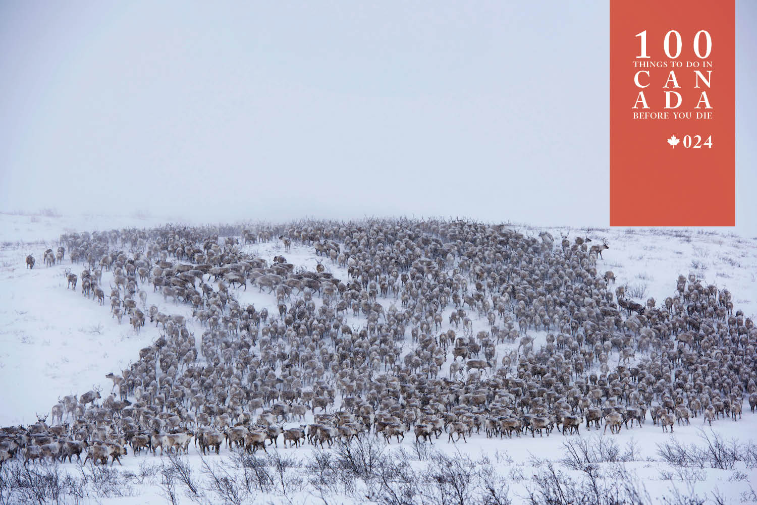 You're guaranteed to be in awe of Canada's mass reindeer migration