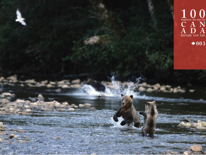 Float alongside grizzlies at the Great Bear Lodge