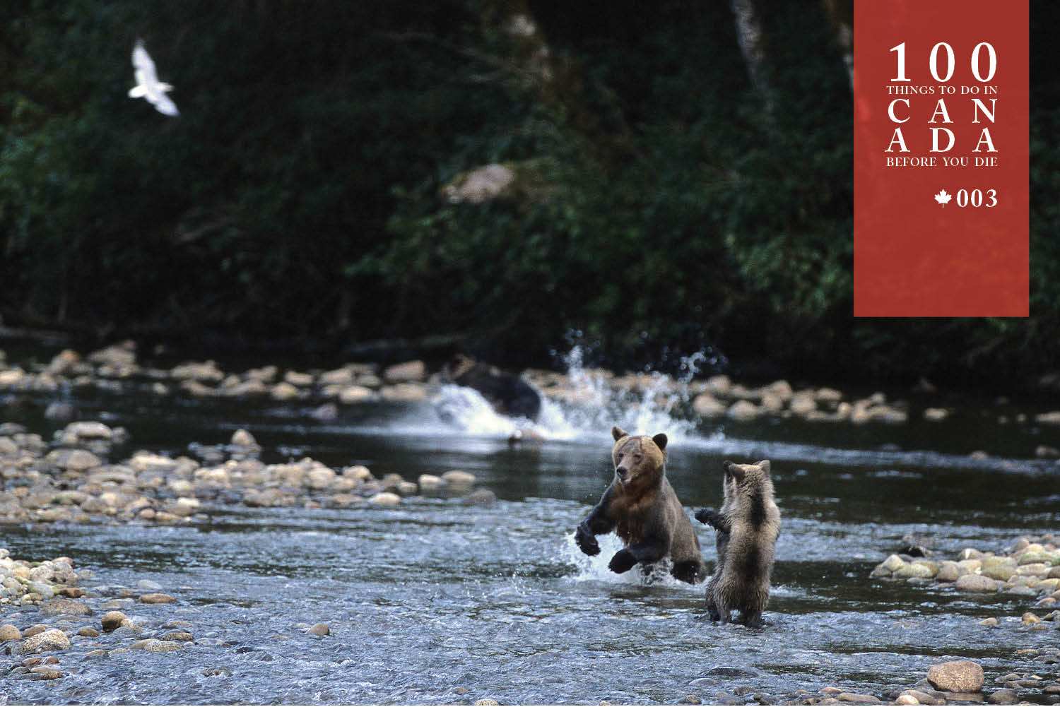 Float alongside grizzlies at the Great Bear Lodge