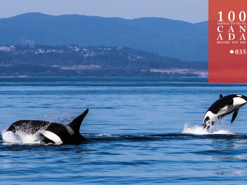 Frolic at sea with the orcas off Vancouver Island