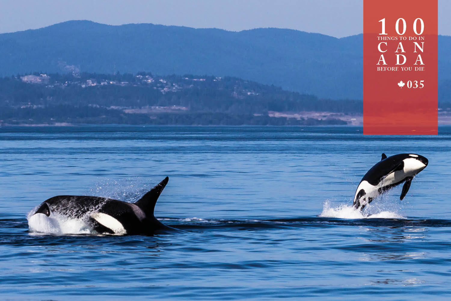 Frolic at sea with the orcas off Vancouver Island