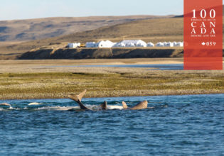Join the Arctic Watch on Nunavut’s untamed tundra