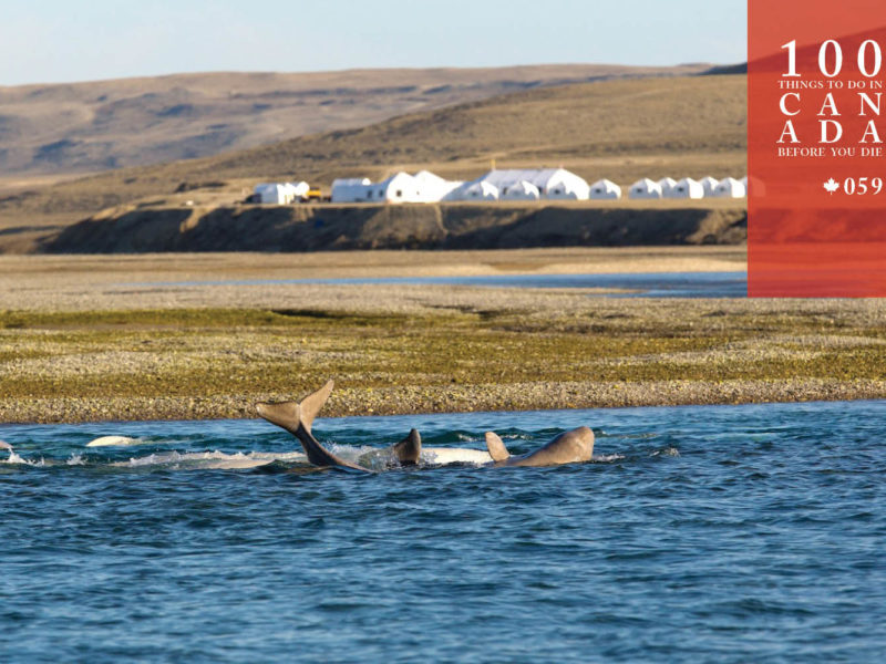 Join the Arctic Watch on Nunavut's untamed tundra