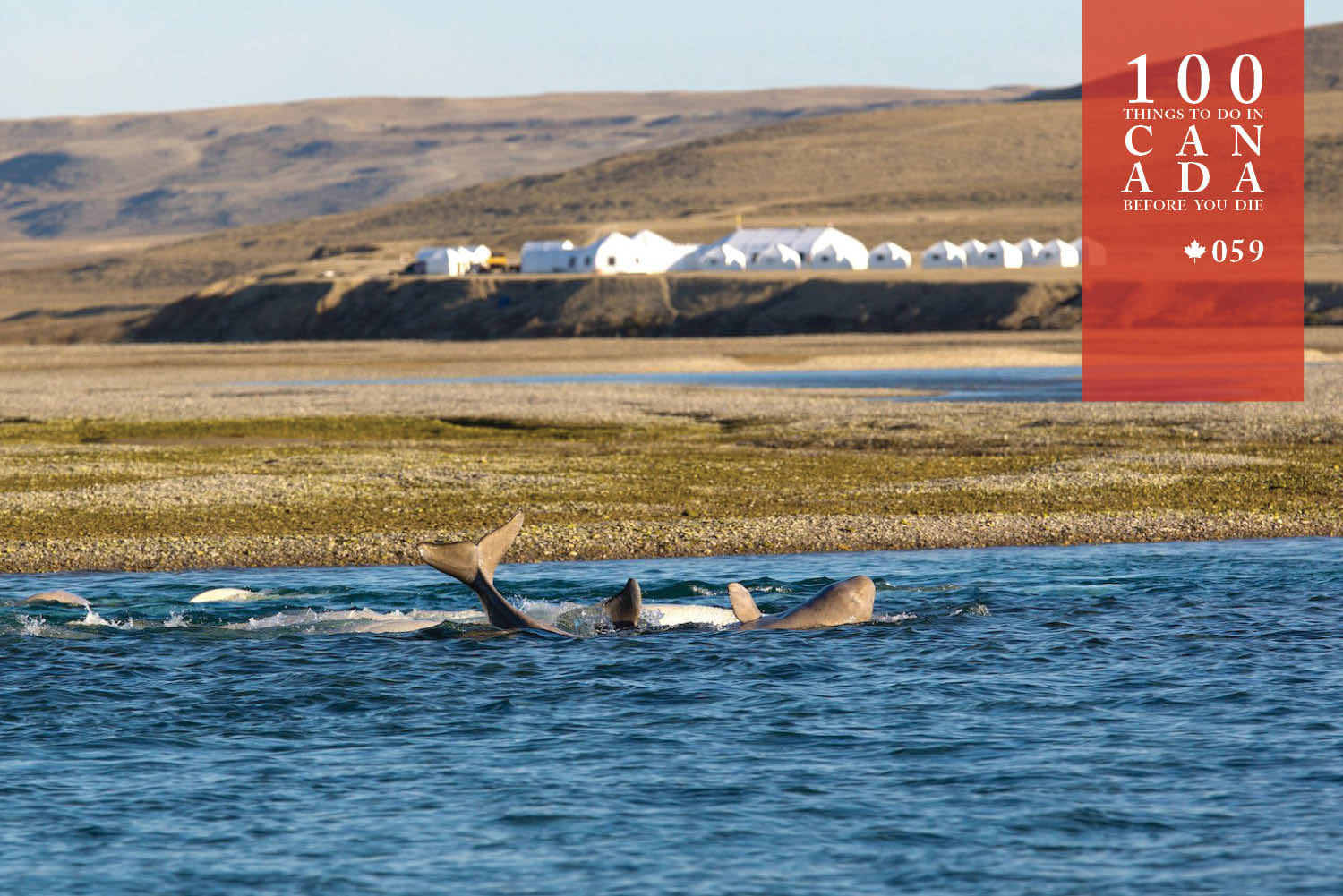 Join the Arctic Watch on Nunavut's untamed tundra