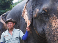 riding asian elephants hills Thailand ethics Khao Sok