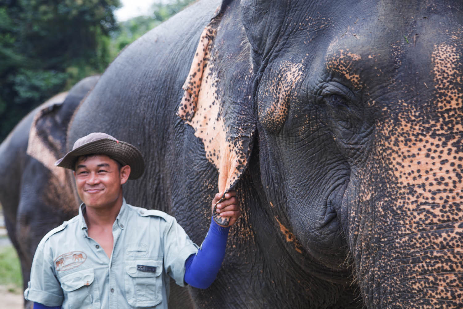 riding asian elephants hills Thailand ethics Khao Sok