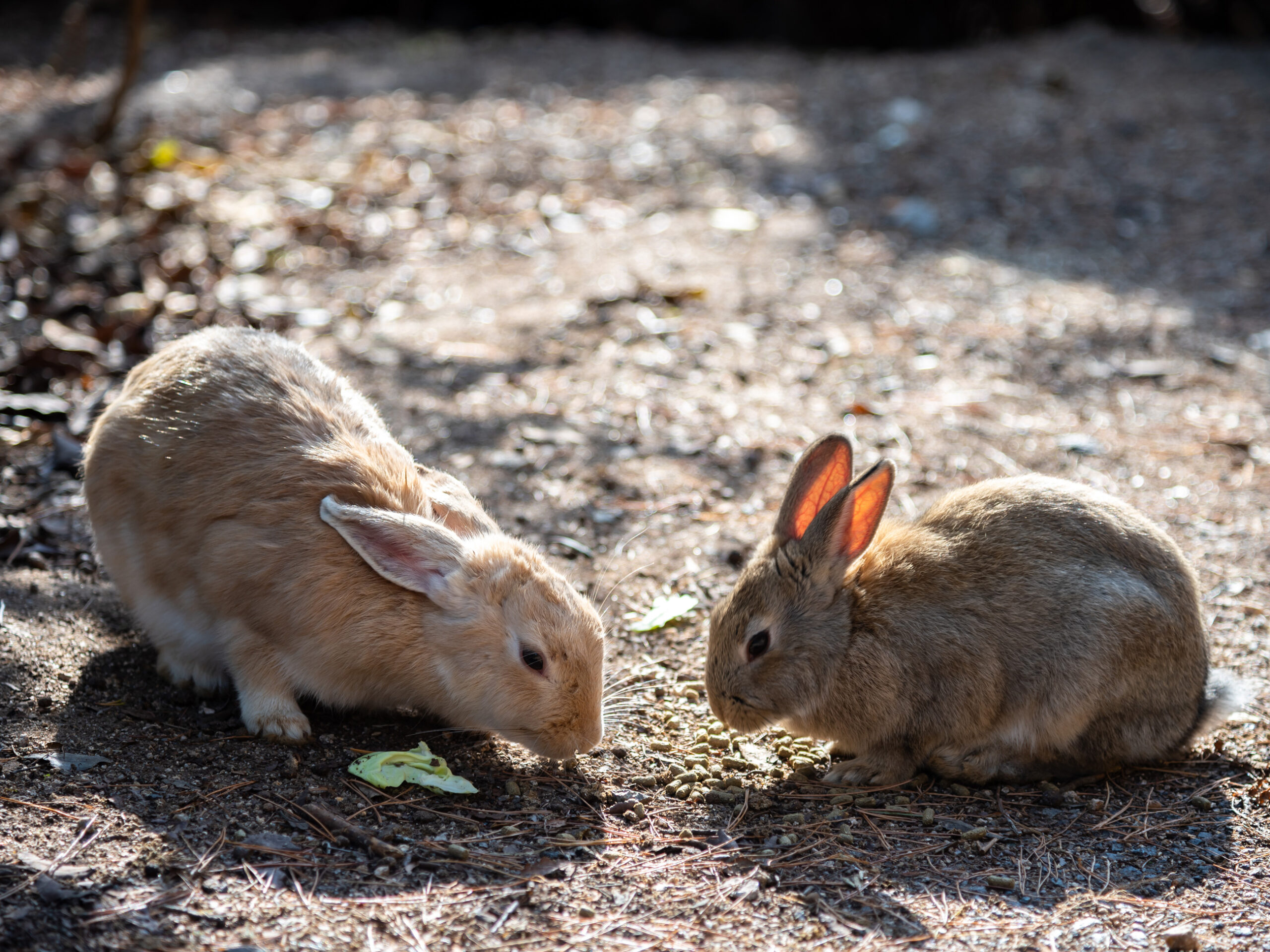 wild rabbits on Okunoshima (Rabbit Island)
