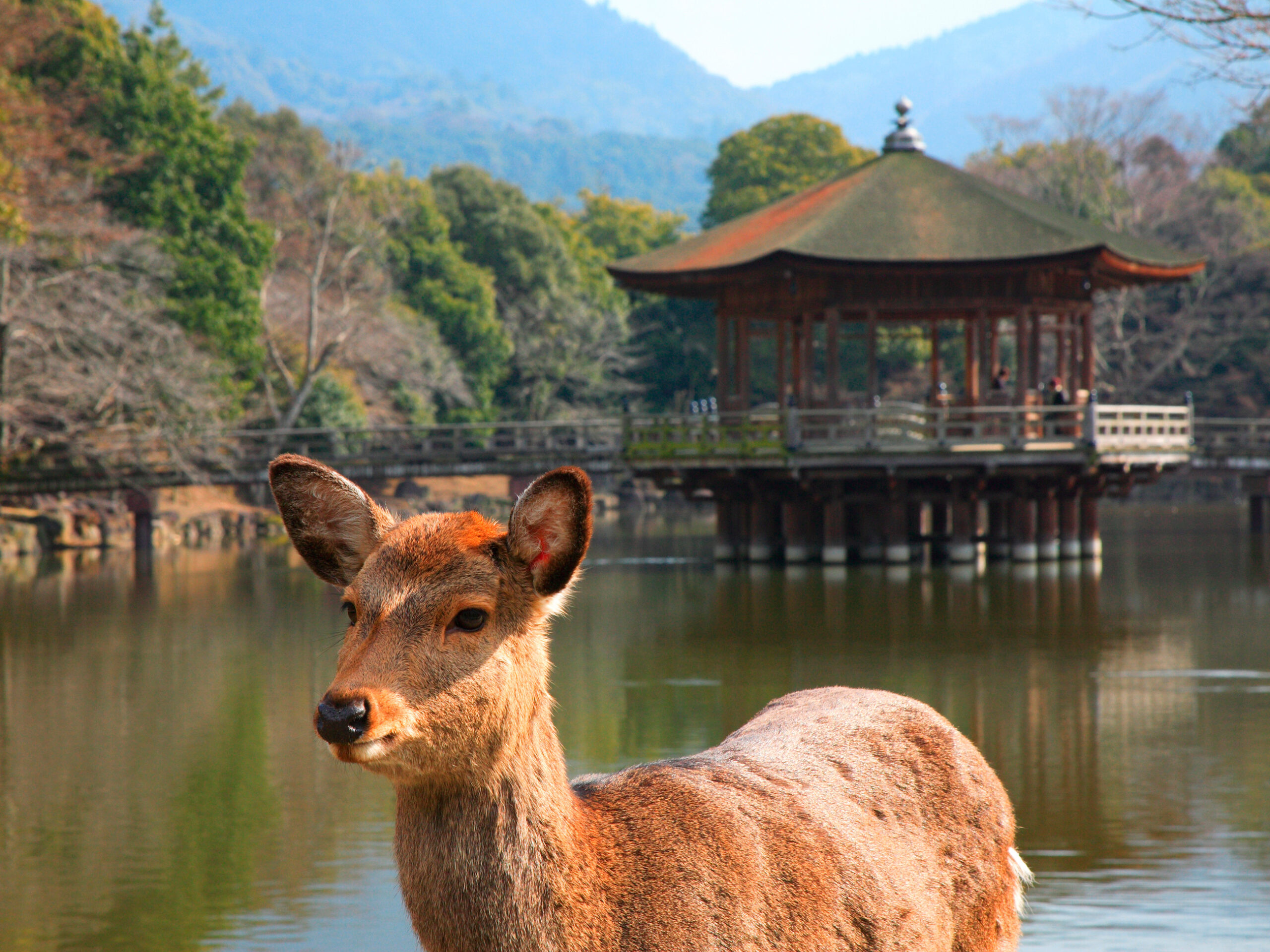 sika deer in Nara Park