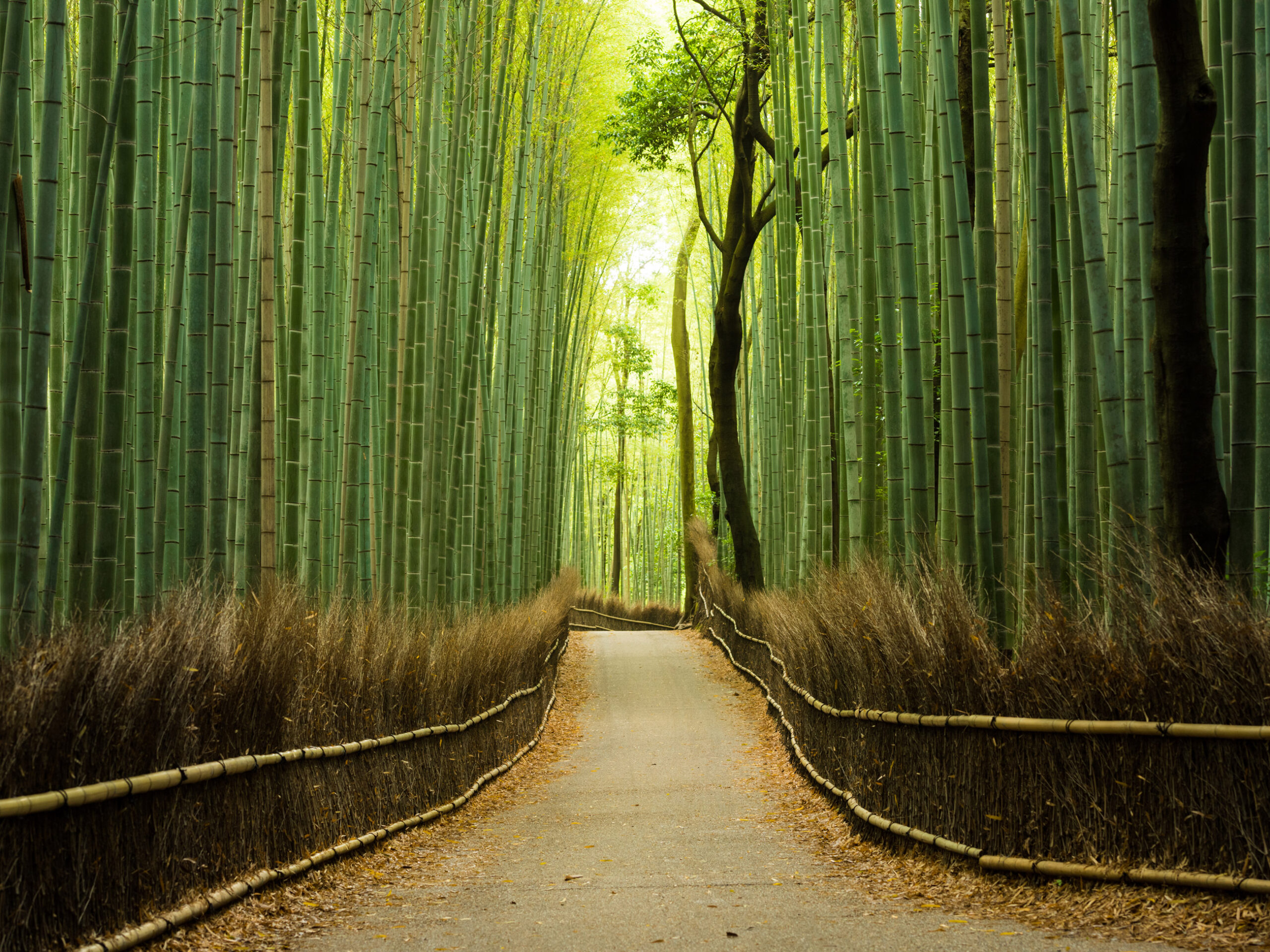 the Arashiyama Bamboo Grove in Japan