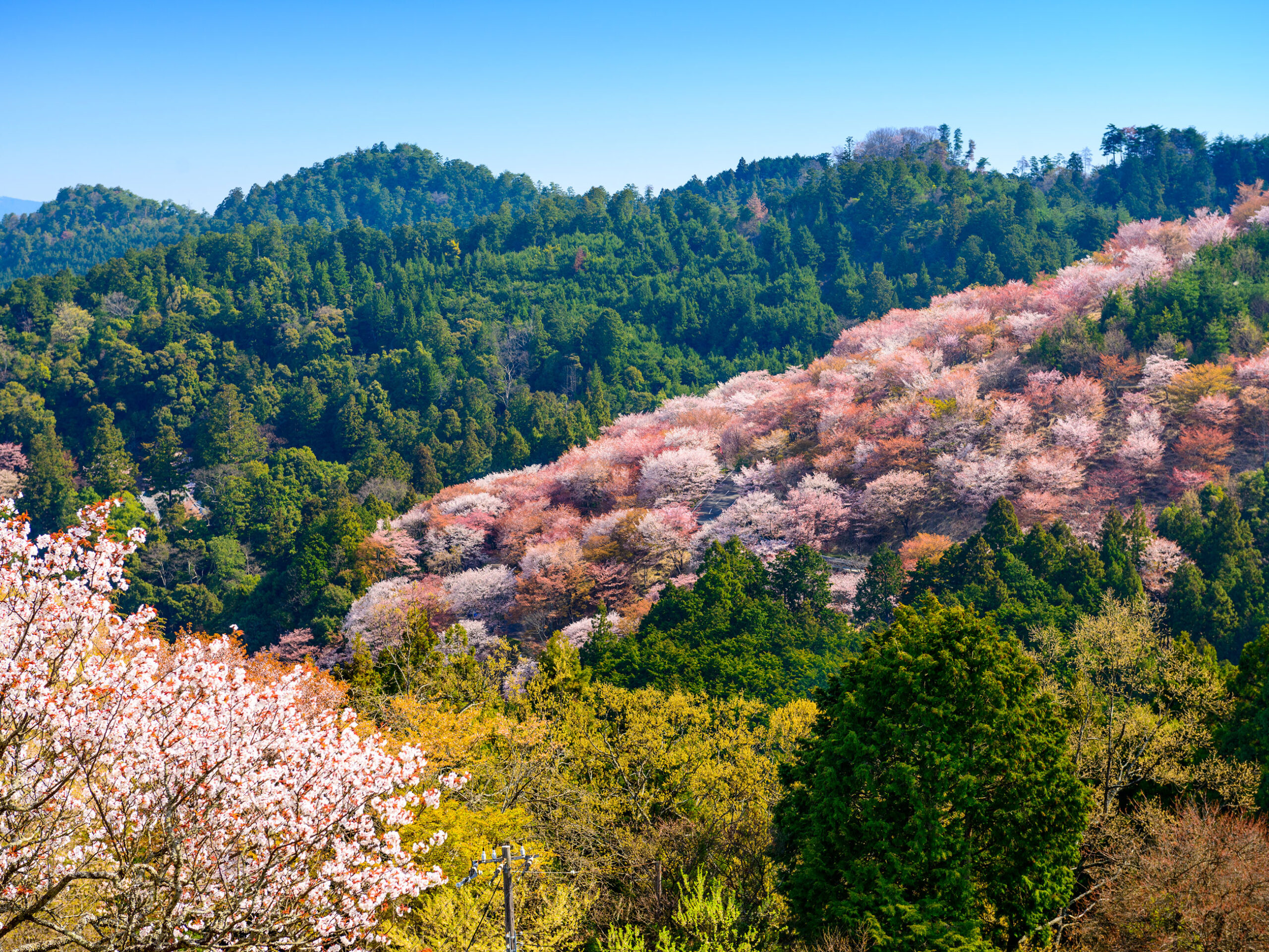 cherry blossoms in spring in Japan