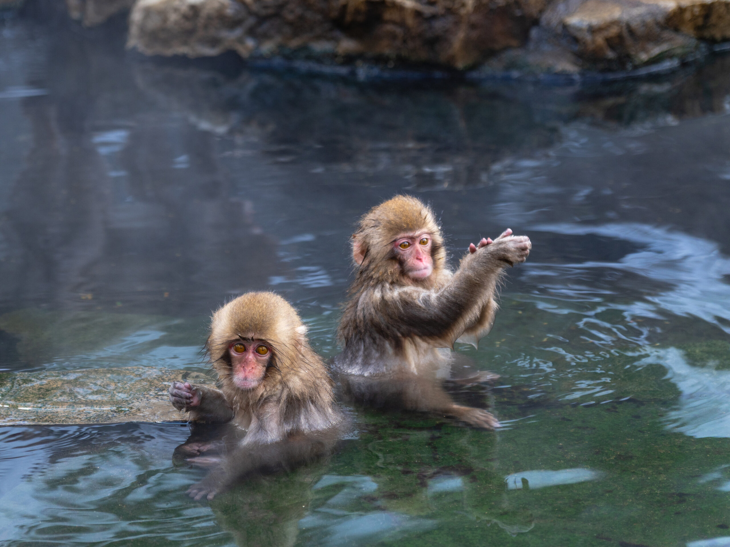 snow monkeys at Jigokudani Monkey Park