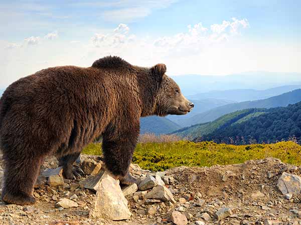 Yukon Brown Bears