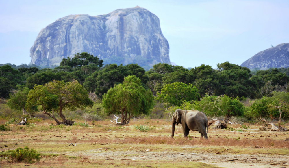 yala national park map