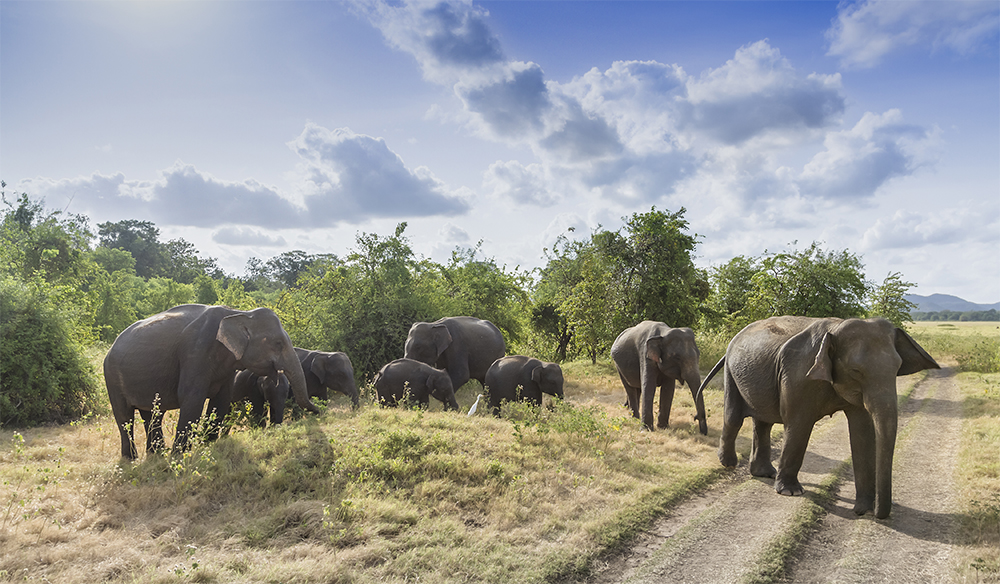 Everything You Need To Know About Yala National Park