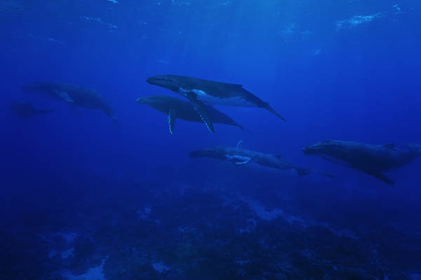 The Islands of Tahiti