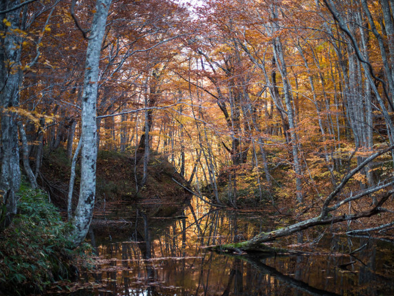 Forest with autumn leaves and river