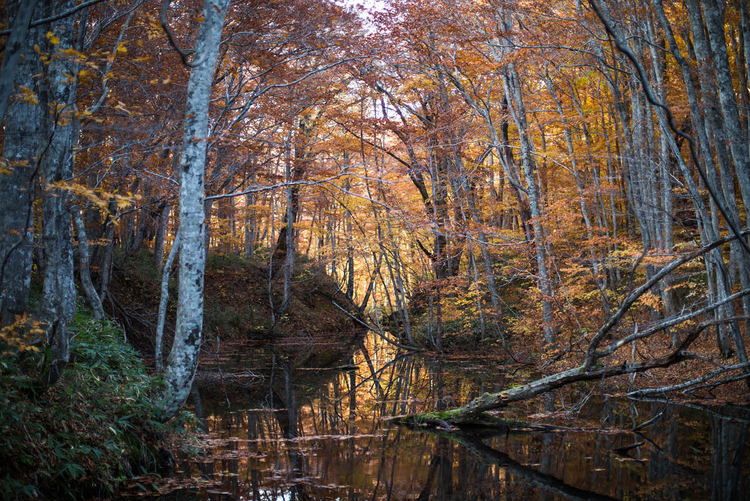 Japanese Prefectures 4 Reasons To Visit Aomori In Autumn
