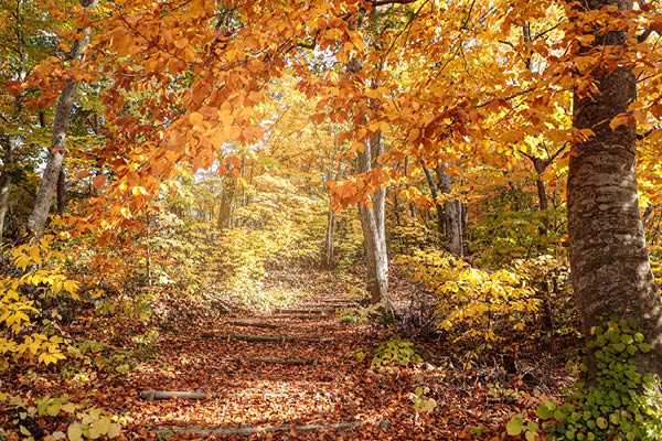 Forest with autumn leaves