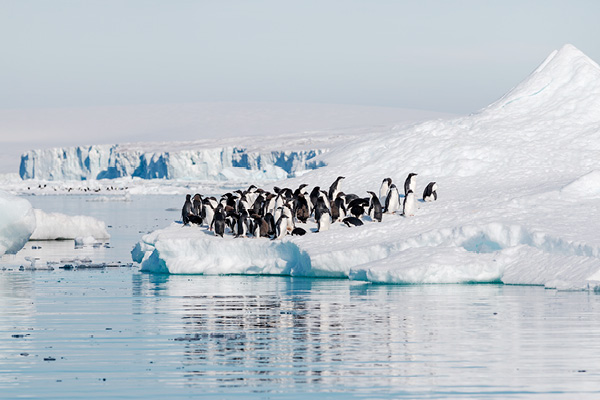 Penguins in Antarctica