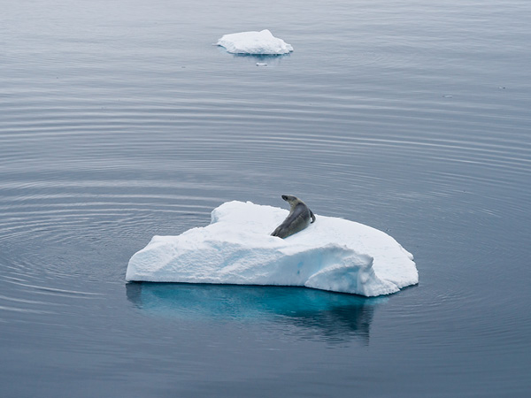 Leopard seals Antarctica