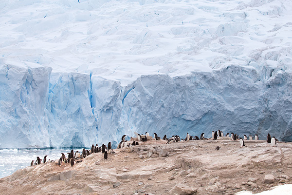 Penguins in Antarctica