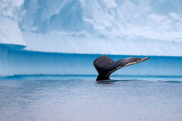 Whales in Antarctica