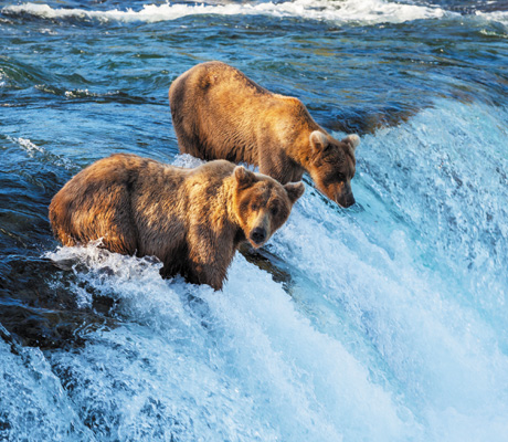 Cruising Alaska: everything you need to know and more