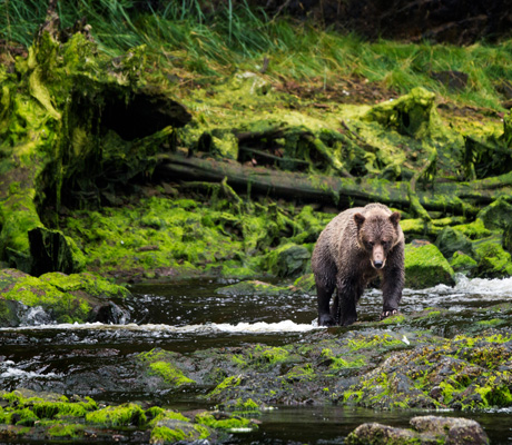 Bears, Chichagof Island Alaska