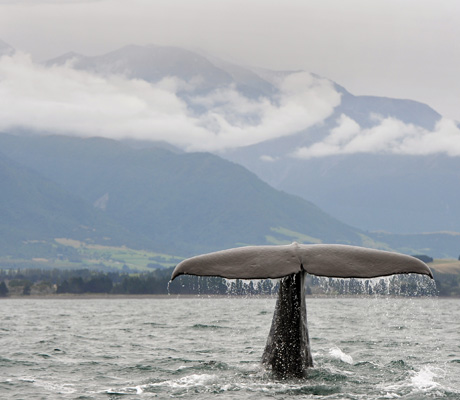 Sperm whale in New Zealand