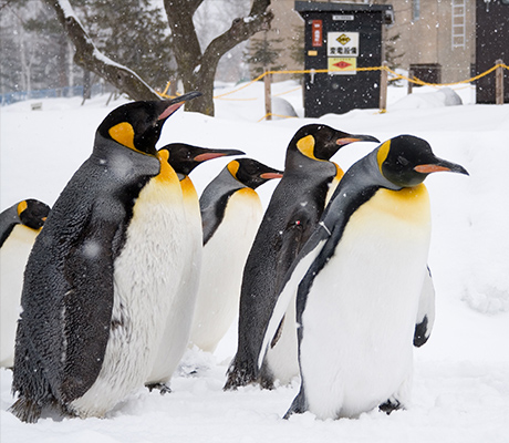 Penguins at the Asahiyama Zoo