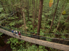 Redwoods Treewalk, Rotorua