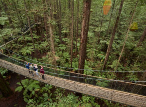 Redwoods Treewalk, Rotorua