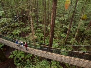 Redwoods Treewalk, Rotorua