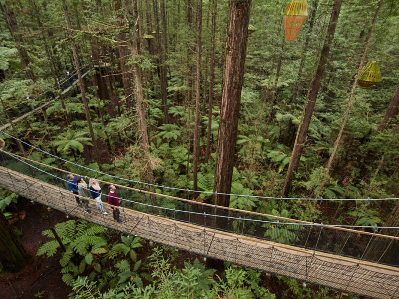 Redwoods Treewalk, Rotorua